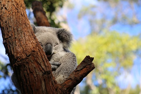 Entdecke Koalas beim Adventure Trip in Australien mit AIFS 