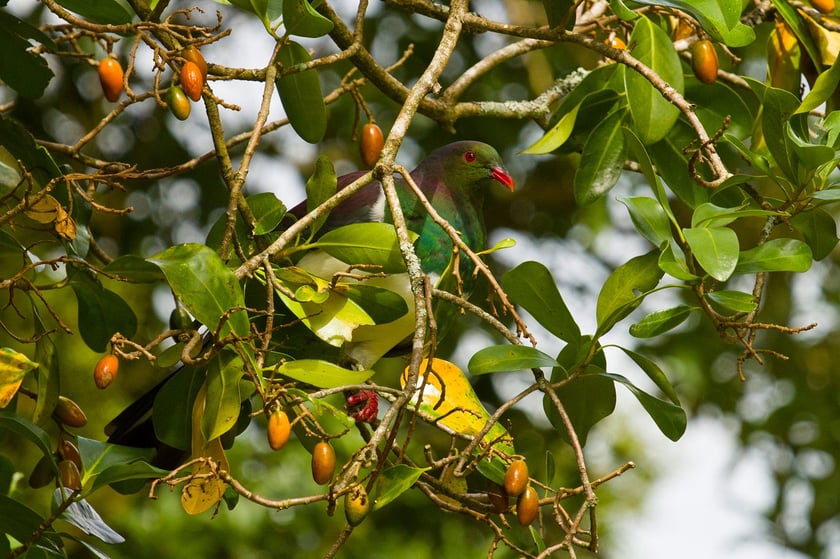 AIFS-Freiwilligenarbeit-Neuseeland-Rainforest-Conservation-Pupu-Rangi-Tui-Voegel