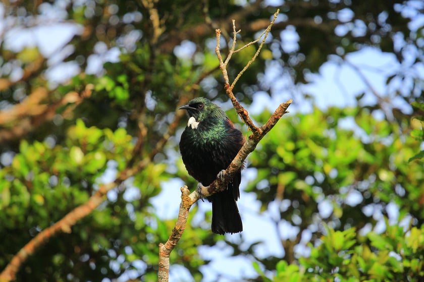 AIFS-Freiwilligenarbeit-Neuseeland-Rainforest-Conservation-Pupu-Rangi-Tui-Vogel