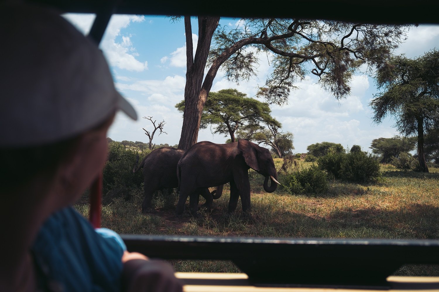 aifs-tansania-adventure-trips-person-elefant-auto-safari