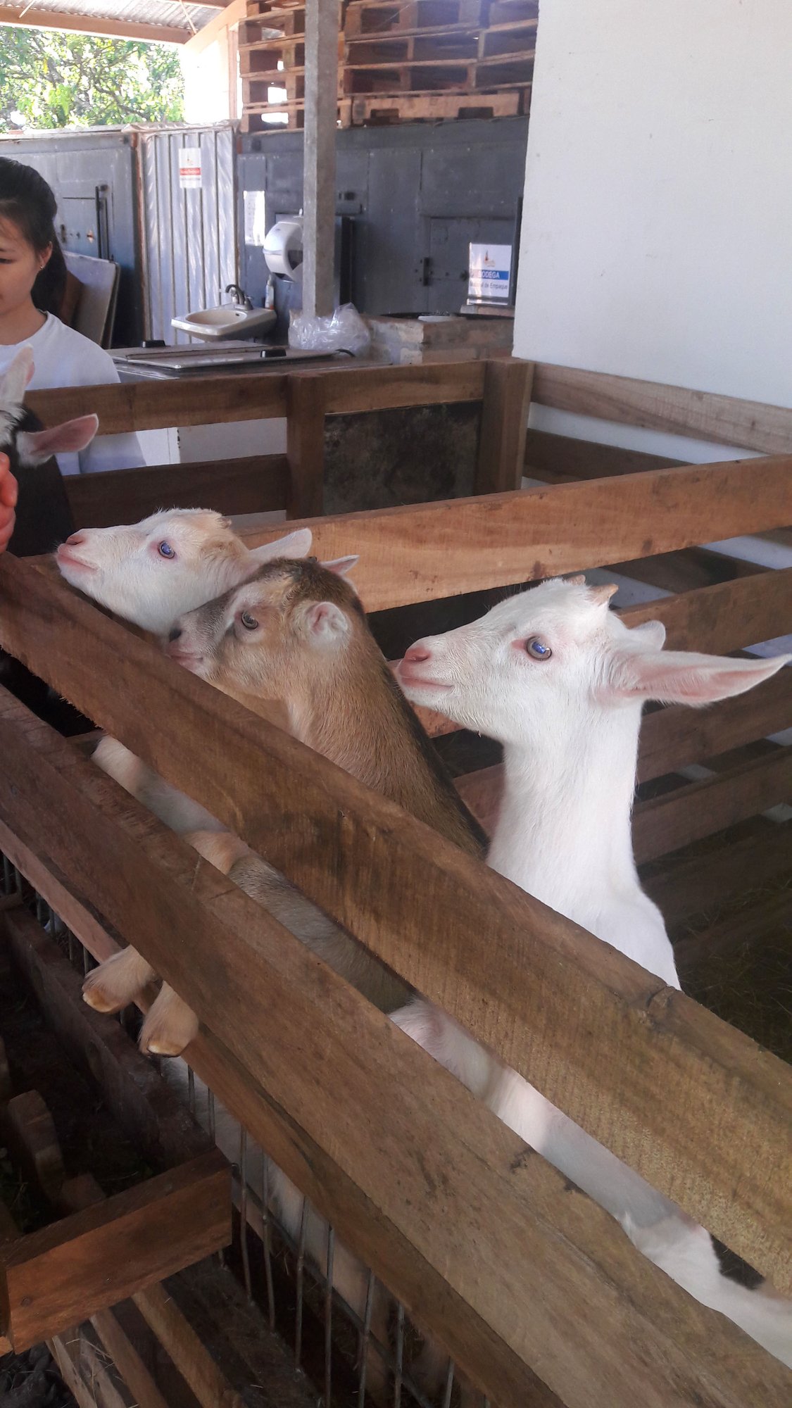 AIFS-Farmwork-Costa Rica-Baby goats