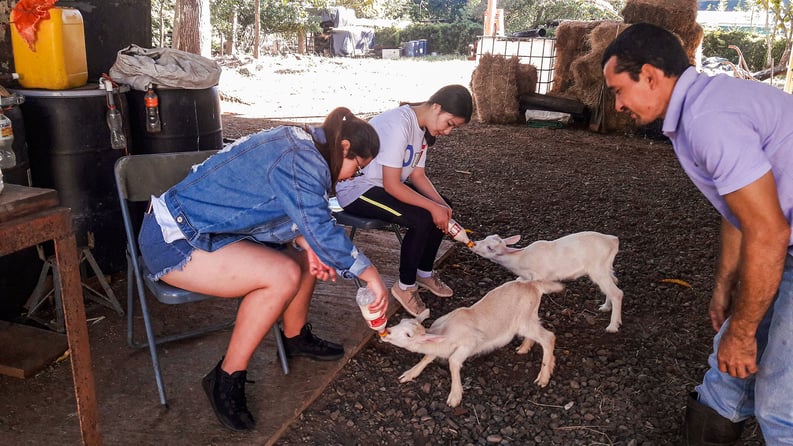 AIFS-Farmwork-Costa Rica-Hand feeding baby goats