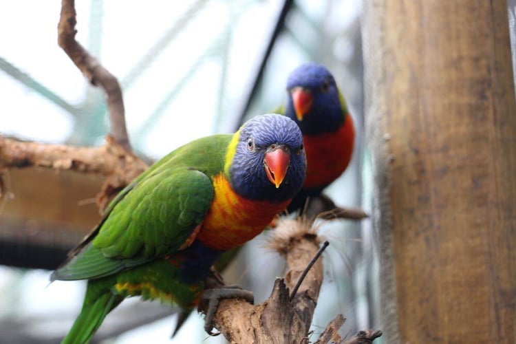 freiwilligenarbeit-australien-partnerfotos-rainforeststation-vogel