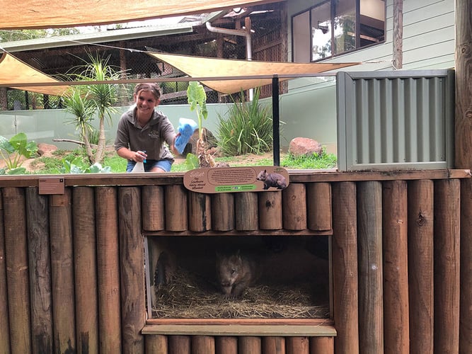 volunteer-cleaning-wombat-enclosure-rainforestation-nature-park-freiwilligenarbeit-australien-partnerfotos