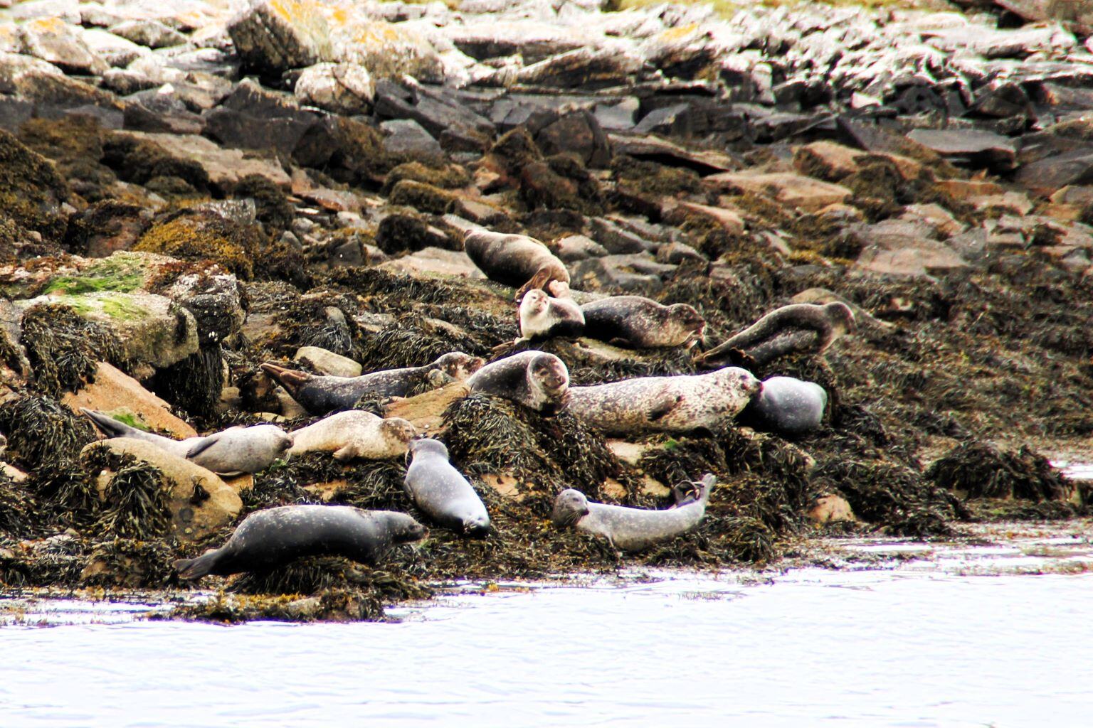 schottland-meer-robben